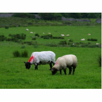 Sheep Near Deerpark Ireland photo sculptures