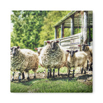 Sheep on the Farm Fridge magnet magnets
