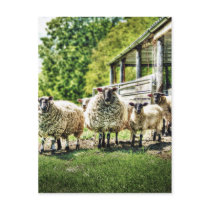 Sheep on the Farm Postcard postcards