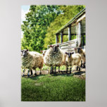 Sheep on the Farm Print