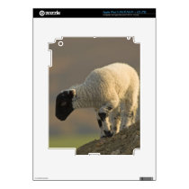 Sheep on the Moors iPad 3 Skin