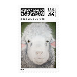 Sheep Painting by Kathryn A. Gainard Postage Stamps