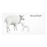 Sheep Photo Card