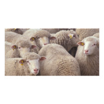 Sheep photo cards