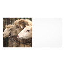 sheep photo card template