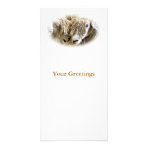 SHEEP PHOTO GREETING CARD