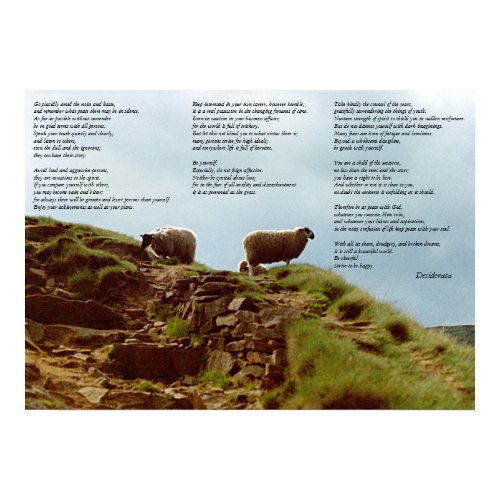 Sheep placidly in silence on Mountain Desiderata print