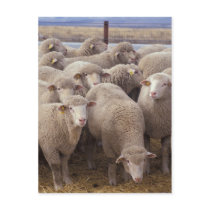 Sheep Postcards