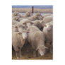 Sheep Postcards