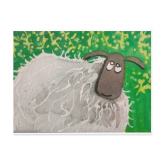 SHEEP postcard