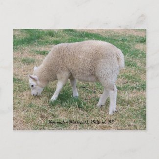 Sheep Postcard postcard