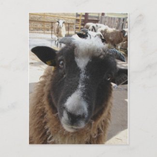 Sheep postcard