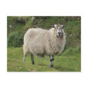 Sheep postcards by cwwphotography Sheep postcards