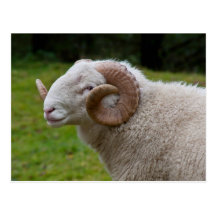Sheep Postcard