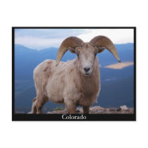sheep postcard, Colorado