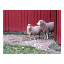 Sheep Postcards