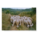 sheep posters