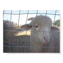 Sheep poster posters
