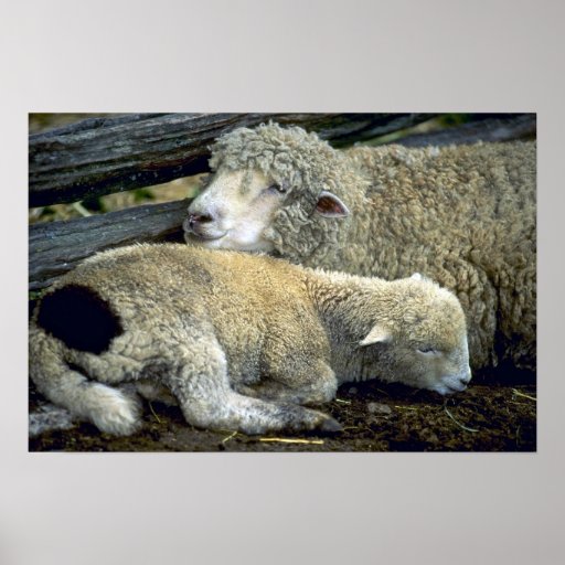 Sheep Posters