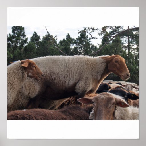 Sheep Poster