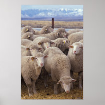 Sheep Posters