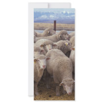 Sheep Custom Rack Cards