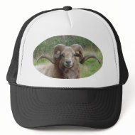 Sheep - Rams Head hat