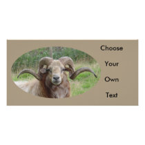 Sheep - Rams Head Personalized Photo Card