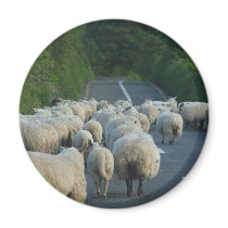 Sheep Roads Lambs Refrigerator Magnets