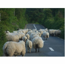 Sheep Roads Lambs photo sculptures by lifesphere Sheep Roads Lambs photo sculptures