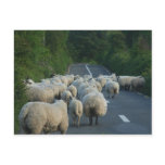 Sheep Roads Lambs Postcards