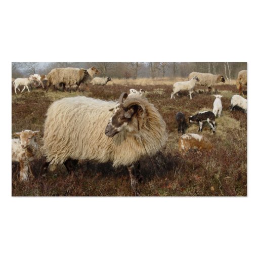 Sheep - Sheep in Heather field Business Card Template (back side)