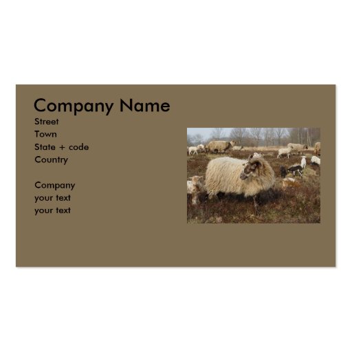 Sheep - Sheep in Heather field Business Card Template (front side)