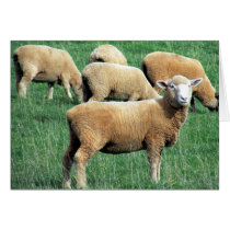 sheep smile greeting card