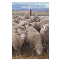 Sheep stationery