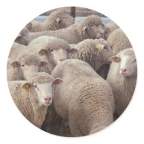 Sheep Round Sticker