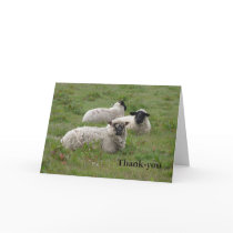 Sheep Thank-you Greeting Cards
