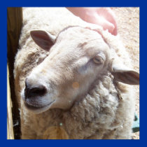 Sheep The Good Shepherd Christian Art photograph posters