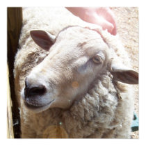 Sheep The Good Shepherd Christian Art photograph posters