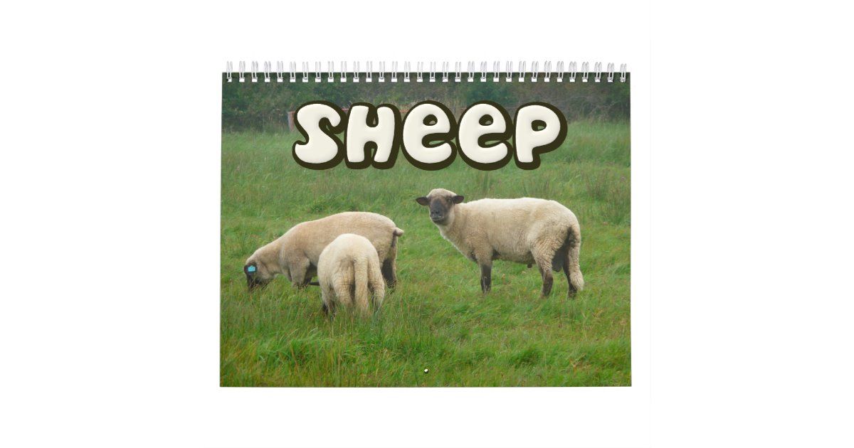 Sheep Wall Calendar Zazzle