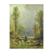 Sheep watching a Storm Post Card