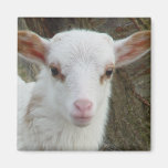 Sheep - White Lamb Fridge Magnets