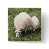 Sheep with lamb buttons