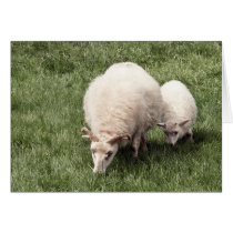 Sheep with lamb cards