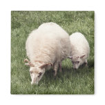 Sheep with lamb refrigerator magnet