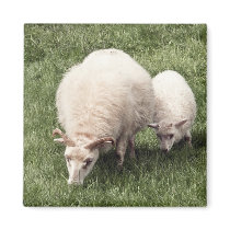 Sheep with lamb magnets