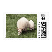 Sheep with lamb stamps