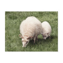 Sheep with lamb postcards