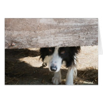 Sheepdog on farm in Birstwith cards