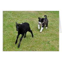 Sheepdog Puppy Training With Black Lamb cards
